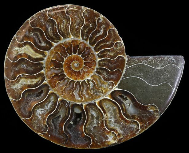 Polished Ammonite Fossil (Half) - Agatized #51780